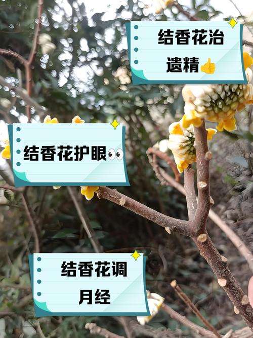 结香有什么作用，结香是什么植物-第1张图片-优品飞百科