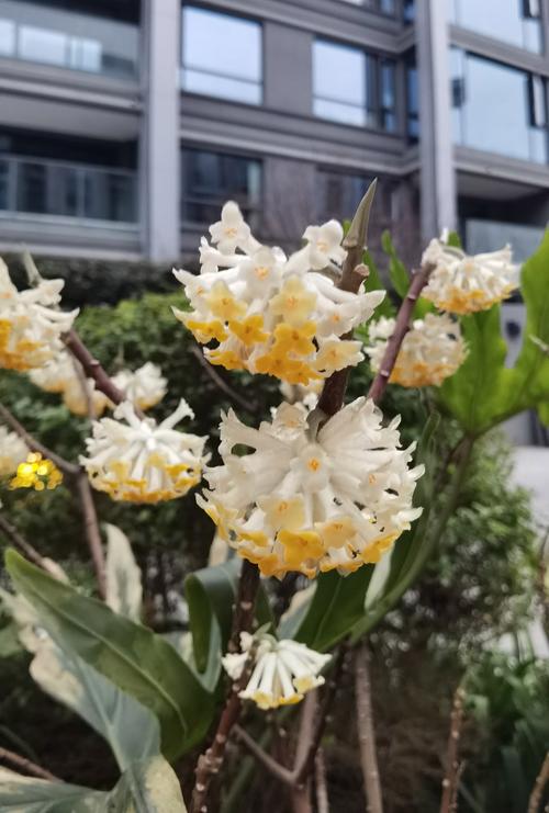 结香有什么作用，结香是什么植物-第2张图片-优品飞百科