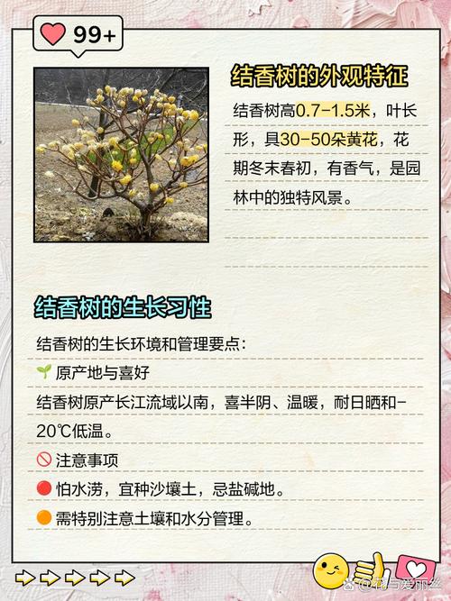 结香有什么作用，结香是什么植物-第3张图片-优品飞百科