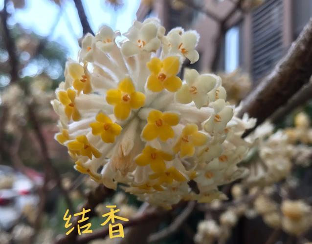 结香有什么作用，结香是什么植物-第4张图片-优品飞百科