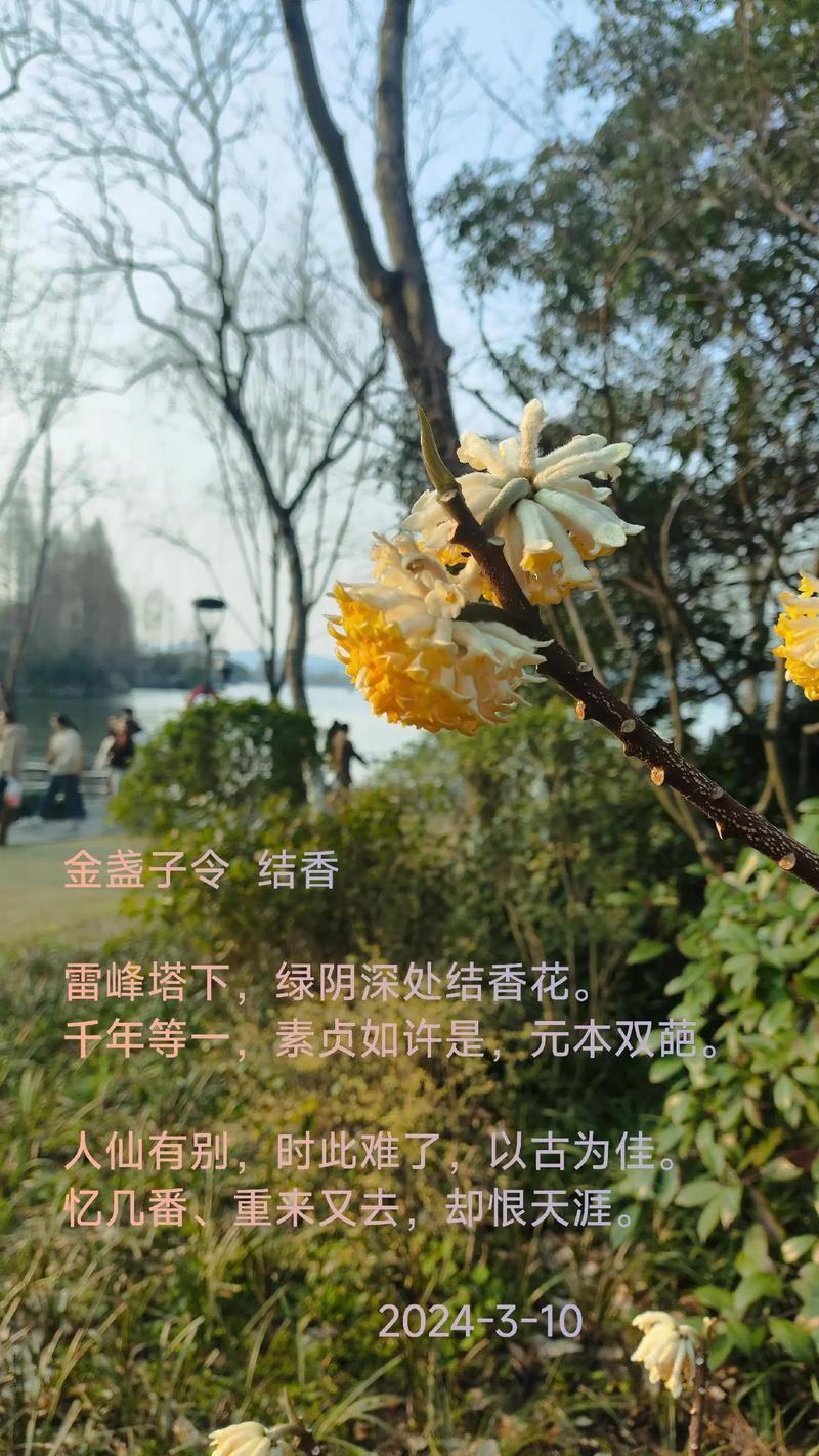 结香有什么作用，结香是什么植物-第6张图片-优品飞百科