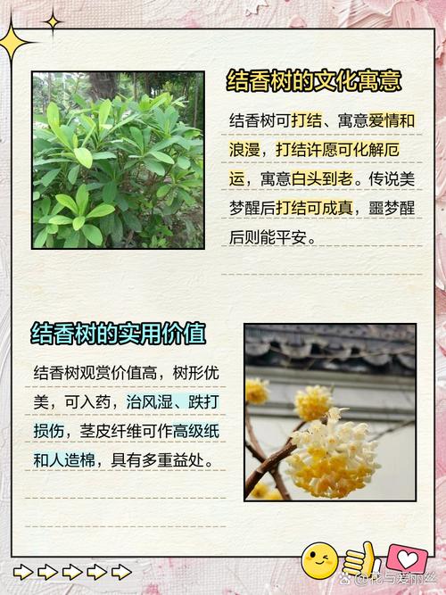 结香有什么作用，结香是什么植物-第7张图片-优品飞百科