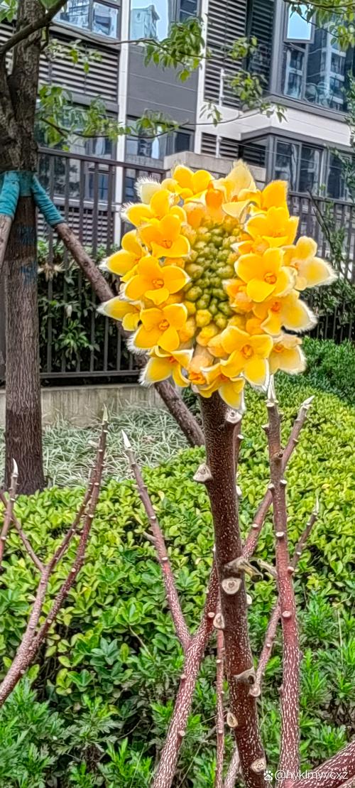 结香有什么作用，结香是什么植物-第8张图片-优品飞百科