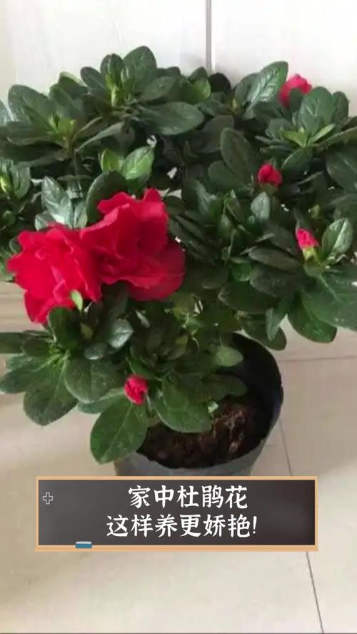 杜鹃花适合家里养吗,杜鹃花可以家里养吗?-第1张图片-优品飞百科 杜鹃花适合家里养吗,杜鹃花可以家里养吗?-第1张图片-优品飞百科