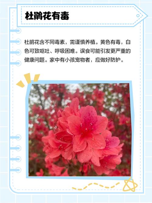 杜鹃花适合家里养吗,杜鹃花可以家里养吗?-第2张图片-优品飞百科 杜鹃花适合家里养吗,杜鹃花可以家里养吗?-第2张图片-优品飞百科