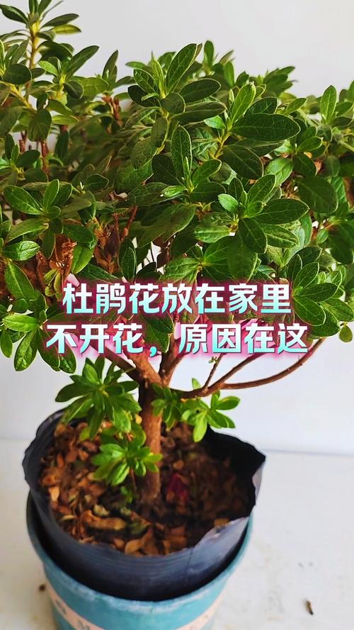杜鹃花适合家里养吗,杜鹃花可以家里养吗?-第3张图片-优品飞百科 杜鹃花适合家里养吗,杜鹃花可以家里养吗?-第3张图片-优品飞百科