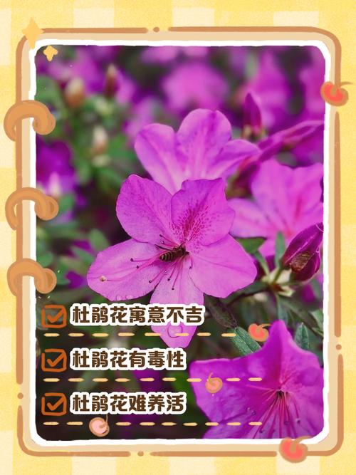 杜鹃花适合家里养吗,杜鹃花可以家里养吗?-第5张图片-优品飞百科 杜鹃花适合家里养吗,杜鹃花可以家里养吗?-第5张图片-优品飞百科