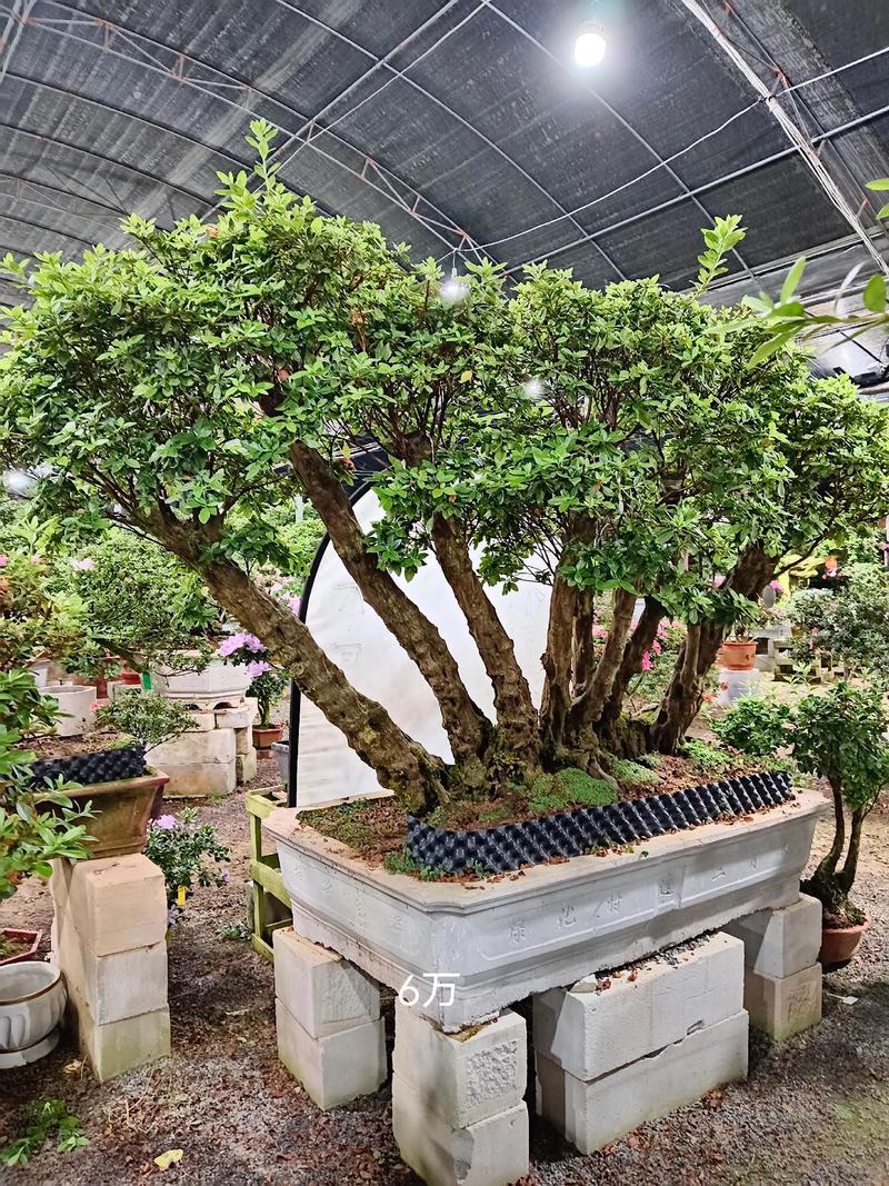 杜鹃花适合家里养吗,杜鹃花可以家里养吗?-第6张图片-优品飞百科 杜鹃花适合家里养吗,杜鹃花可以家里养吗?-第6张图片-优品飞百科