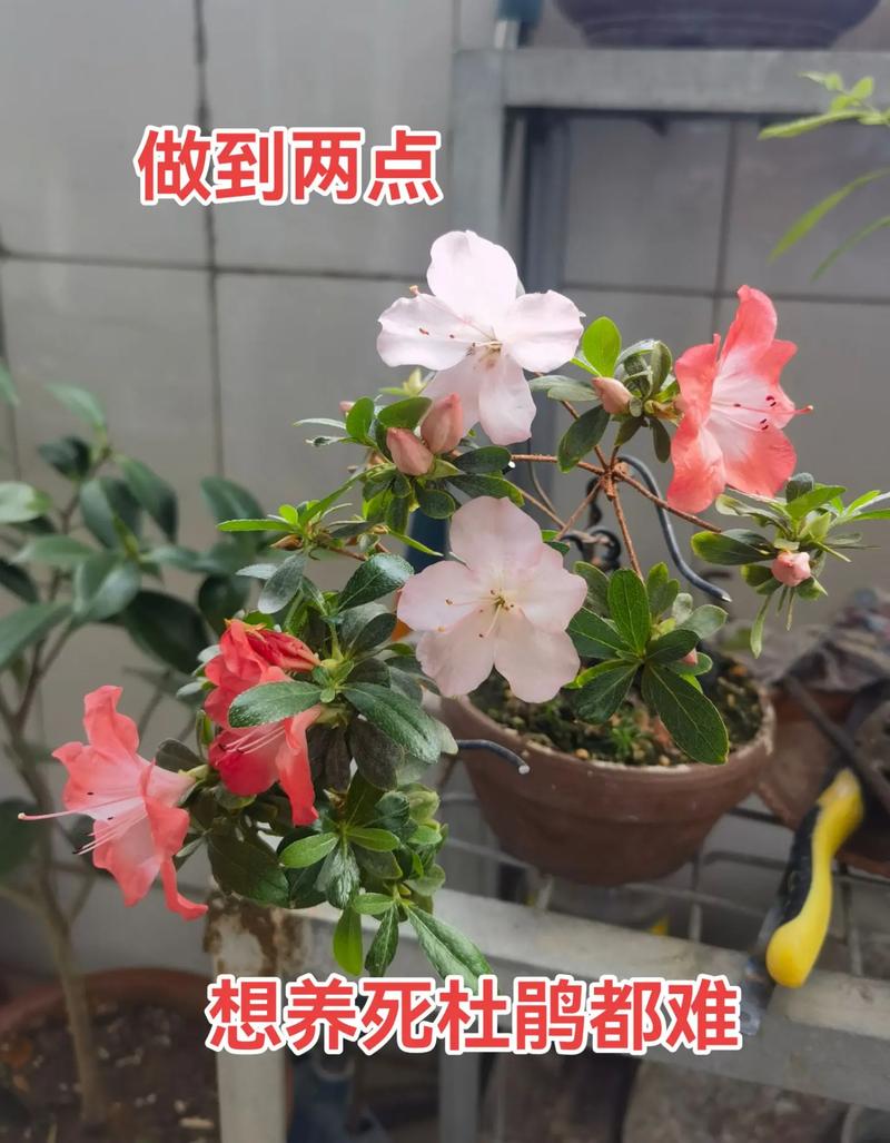 杜鹃花适合家里养吗,杜鹃花可以家里养吗?-第7张图片-优品飞百科 杜鹃花适合家里养吗,杜鹃花可以家里养吗?-第7张图片-优品飞百科