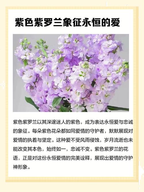 紫罗兰花语,紫罗兰图片,紫罗兰的真正的花语?-第1张图片-优品飞百科 紫罗兰花语,紫罗兰图片,紫罗兰的真正的花语?-第1张图片-优品飞百科