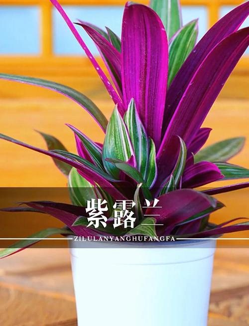 紫罗兰花语,紫罗兰图片,紫罗兰的真正的花语?-第3张图片-优品飞百科 紫罗兰花语,紫罗兰图片,紫罗兰的真正的花语?-第3张图片-优品飞百科