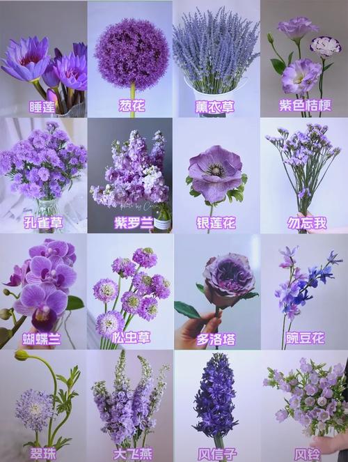 紫罗兰花语,紫罗兰图片,紫罗兰的真正的花语?-第6张图片-优品飞百科 紫罗兰花语,紫罗兰图片,紫罗兰的真正的花语?-第6张图片-优品飞百科