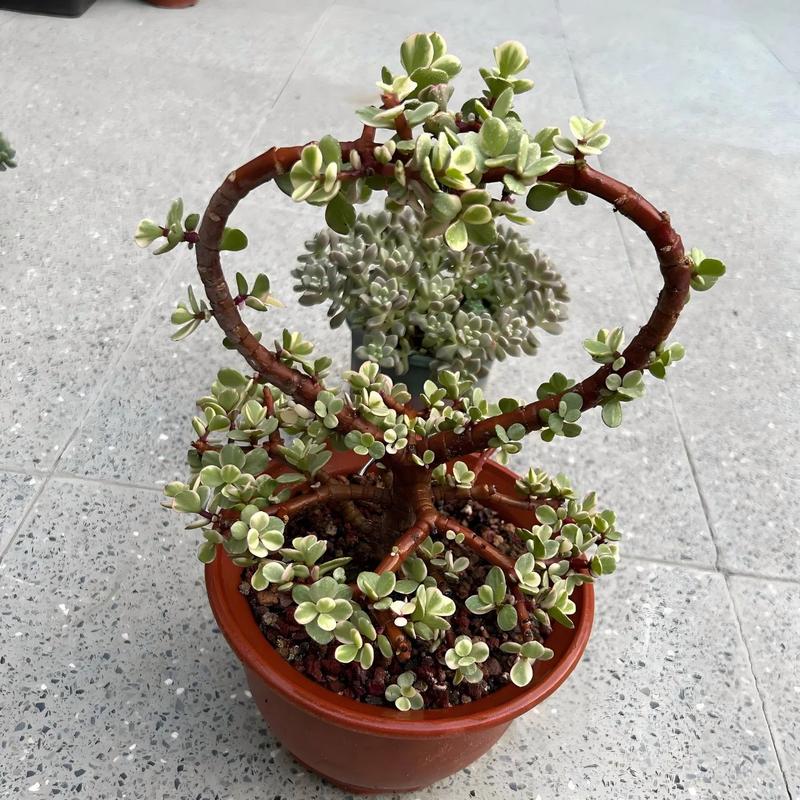 雅乐之舞的用途，雅乐之舞雅乐之舞？-第2张图片-优品飞百科