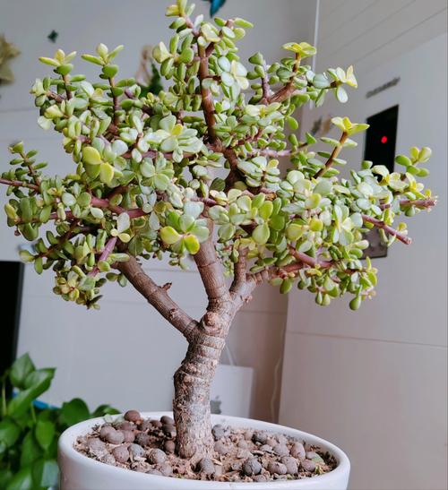 雅乐之舞的用途，雅乐之舞雅乐之舞？-第4张图片-优品飞百科