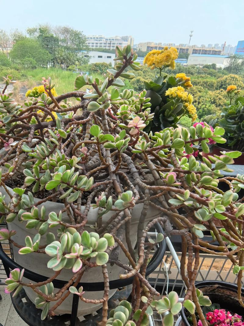 雅乐之舞的用途，雅乐之舞雅乐之舞？-第5张图片-优品飞百科