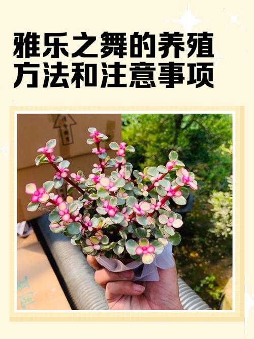 雅乐之舞的用途，雅乐之舞雅乐之舞？-第6张图片-优品飞百科