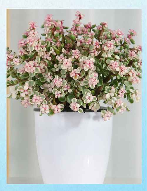 雅乐之舞的用途，雅乐之舞雅乐之舞？-第7张图片-优品飞百科