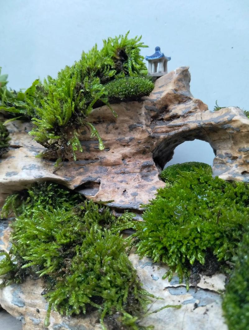 榕树盆景可以铺苔藓不，怎么养出苔藓？榕树盆景可以放阳台吗？-第1张图片-优品飞百科