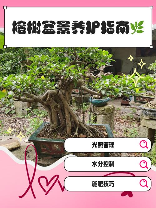 榕树盆景可以铺苔藓不，怎么养出苔藓？榕树盆景可以放阳台吗？-第3张图片-优品飞百科