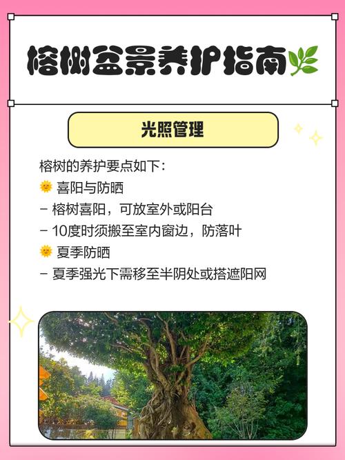 榕树盆景可以铺苔藓不，怎么养出苔藓？榕树盆景可以放阳台吗？-第4张图片-优品飞百科