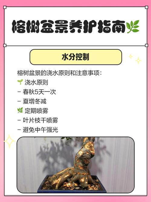 榕树盆景可以铺苔藓不，怎么养出苔藓？榕树盆景可以放阳台吗？-第5张图片-优品飞百科