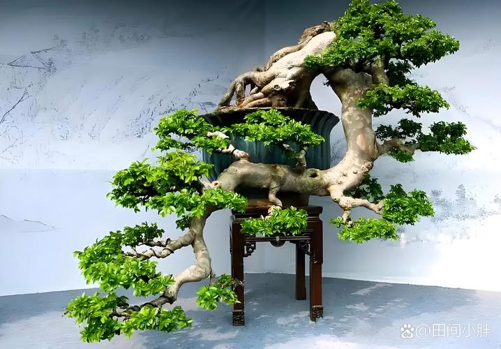 榕树盆景可以铺苔藓不，怎么养出苔藓？榕树盆景可以放阳台吗？-第6张图片-优品飞百科