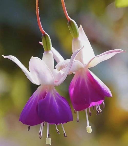 倒挂金钟的花语，倒挂金钟的花语和寓意-第1张图片-优品飞百科