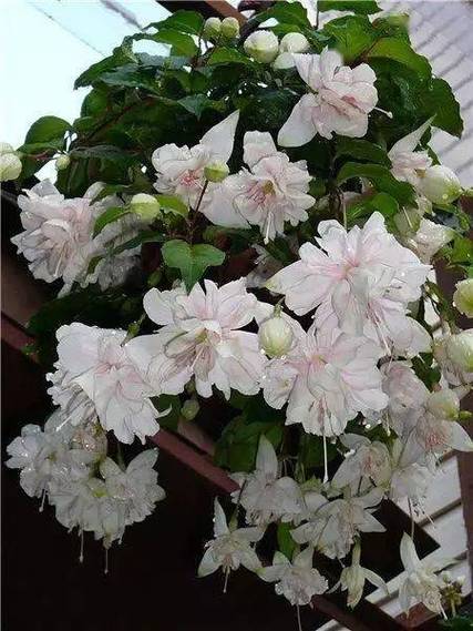 倒挂金钟的花语，倒挂金钟的花语和寓意-第2张图片-优品飞百科