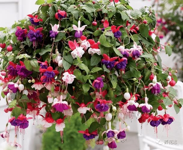 倒挂金钟的花语，倒挂金钟的花语和寓意-第3张图片-优品飞百科