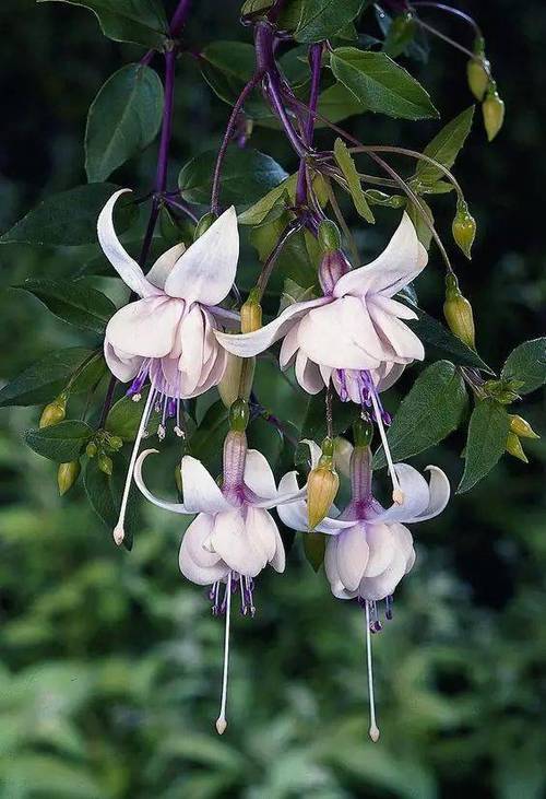 倒挂金钟的花语，倒挂金钟的花语和寓意-第4张图片-优品飞百科
