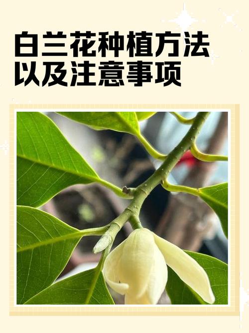 白兰花有什么作用，白兰花有什么作用及功效与作用？-第2张图片-优品飞百科