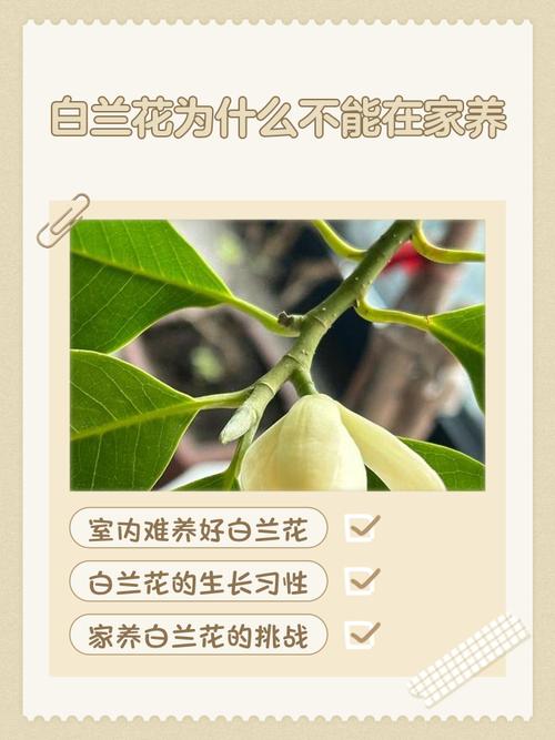 白兰花有什么作用，白兰花有什么作用及功效与作用？-第4张图片-优品飞百科