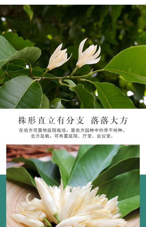 白兰花有什么作用，白兰花有什么作用及功效与作用？-第5张图片-优品飞百科