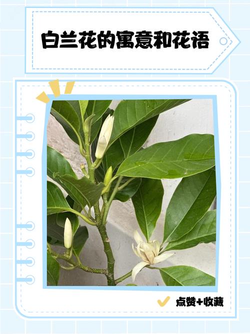 白兰花有什么作用，白兰花有什么作用及功效与作用？-第7张图片-优品飞百科