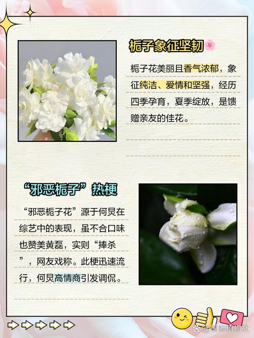 栀子花花语和寓意？栀子花花语和寓意是什么？-第1张图片-优品飞百科