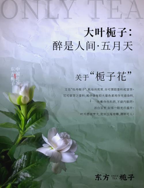 栀子花花语和寓意？栀子花花语和寓意是什么？-第2张图片-优品飞百科