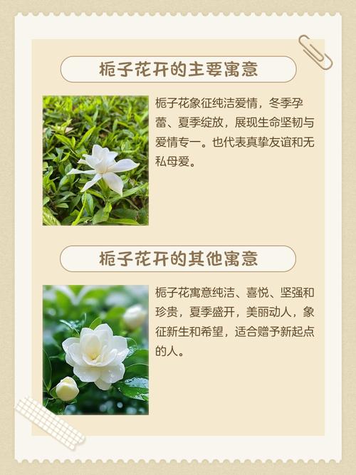 栀子花花语和寓意？栀子花花语和寓意是什么？-第3张图片-优品飞百科