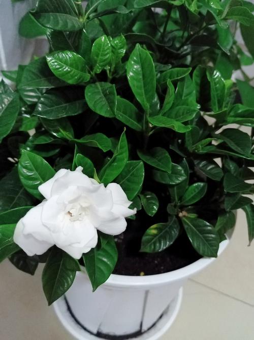 栀子花花语和寓意？栀子花花语和寓意是什么？-第5张图片-优品飞百科