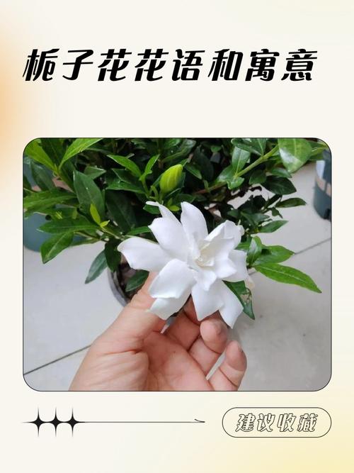栀子花花语和寓意？栀子花花语和寓意是什么？-第6张图片-优品飞百科