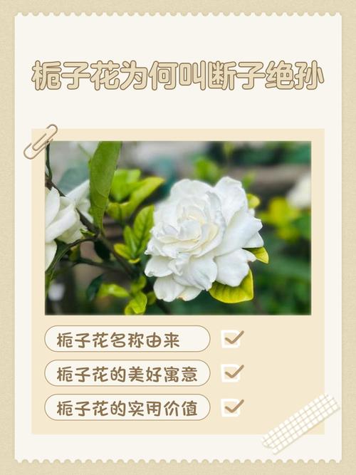 栀子花花语和寓意？栀子花花语和寓意是什么？-第7张图片-优品飞百科