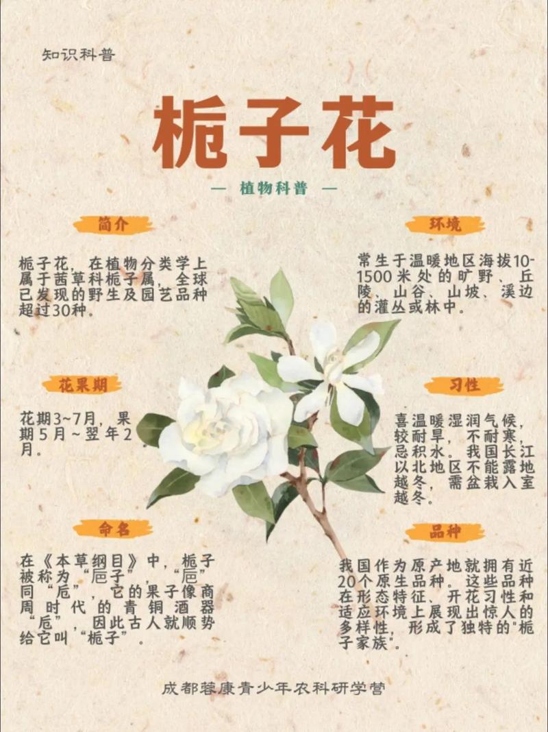 栀子花花语和寓意？栀子花花语和寓意是什么？-第8张图片-优品飞百科