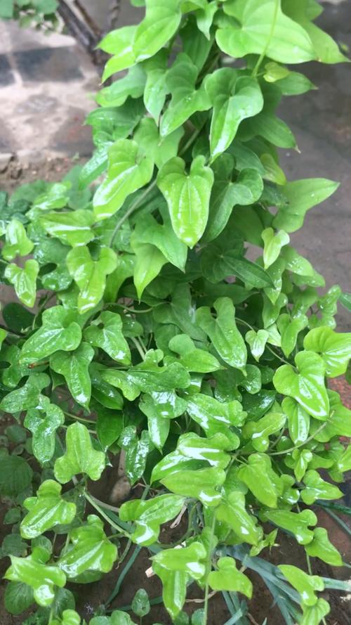 山药的叶子长什么样子，山药的叶子图片，山药叶子长什么样子图片大全？-第1张图片-优品飞百科