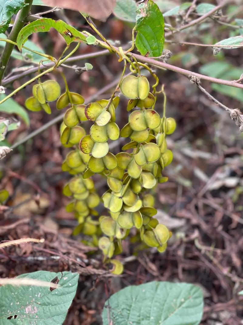山药的叶子长什么样子，山药的叶子图片，山药叶子长什么样子图片大全？-第2张图片-优品飞百科