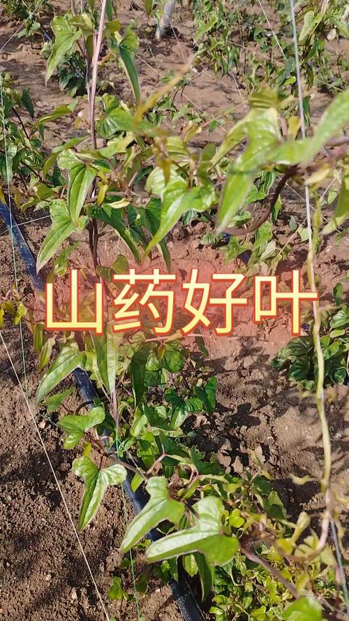 山药的叶子长什么样子，山药的叶子图片，山药叶子长什么样子图片大全？-第3张图片-优品飞百科