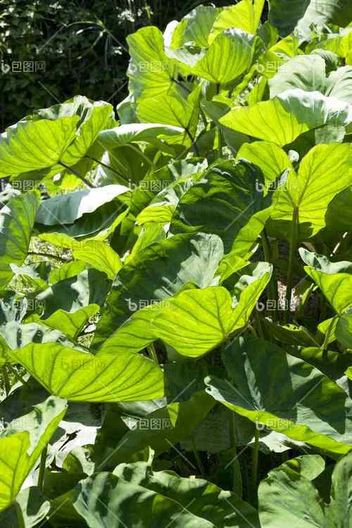 山药的叶子长什么样子，山药的叶子图片，山药叶子长什么样子图片大全？-第4张图片-优品飞百科