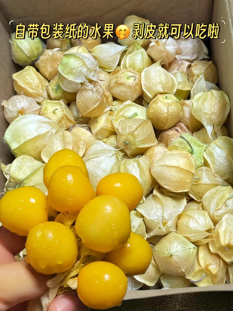 灯笼果和姑娘果的区别，灯笼果和姑娘果的区别有红色吗？-第2张图片-优品飞百科