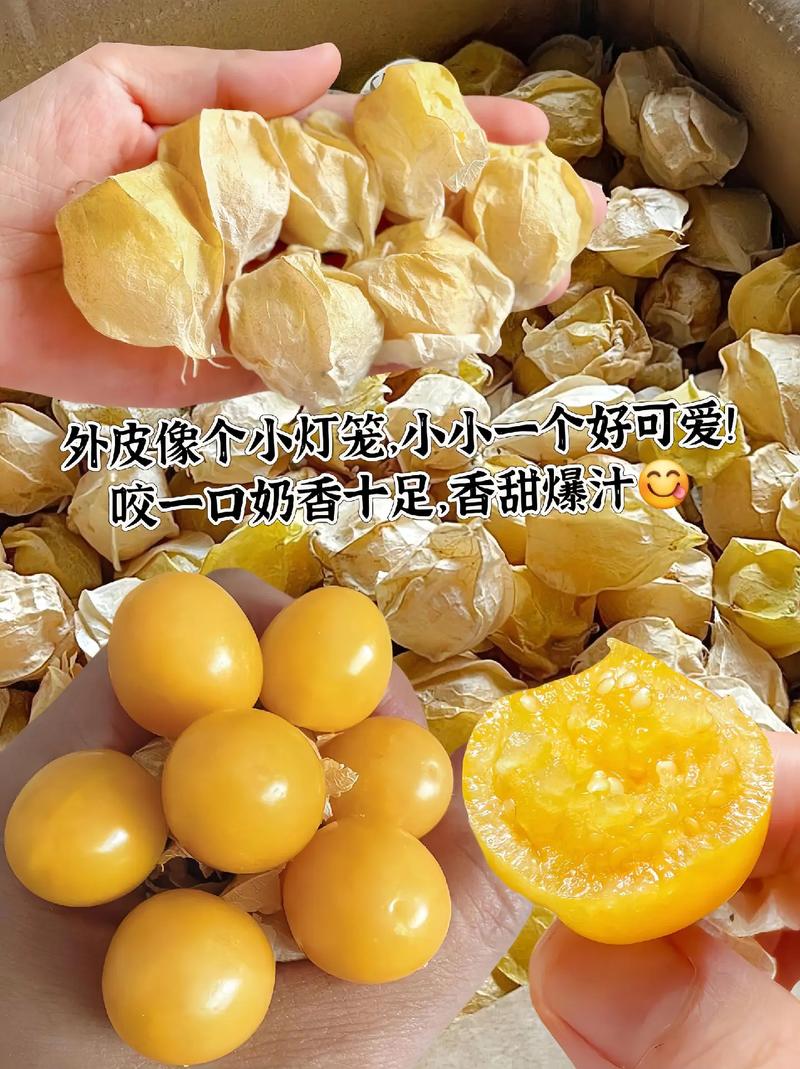 灯笼果和姑娘果的区别，灯笼果和姑娘果的区别有红色吗？-第5张图片-优品飞百科