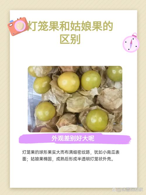 灯笼果和姑娘果的区别，灯笼果和姑娘果的区别有红色吗？-第7张图片-优品飞百科