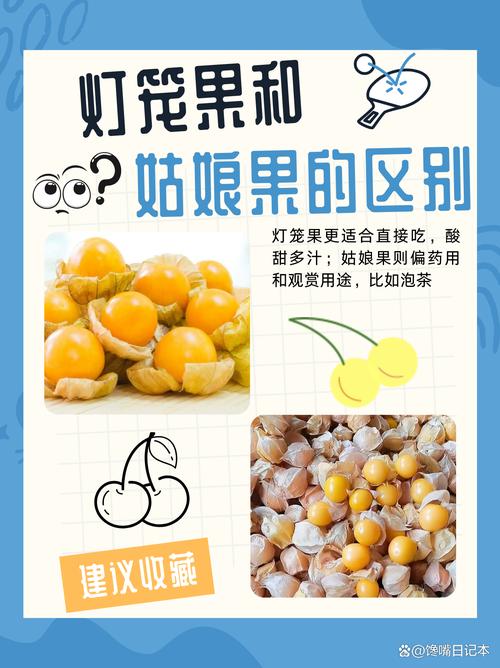 灯笼果和姑娘果的区别，灯笼果和姑娘果的区别有红色吗？-第8张图片-优品飞百科