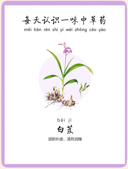 白芨的功效和作用，白芨的功效和作用是什么？-第2张图片-优品飞百科